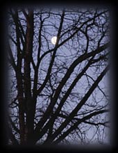 Tree and Moon