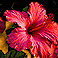 Flora
