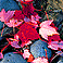 Red Leaves