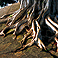 Roots