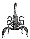 Gray Scorpion