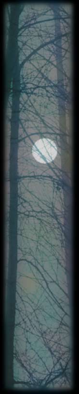 Long Tree