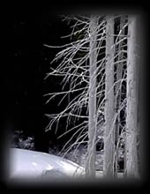 Winter Trees